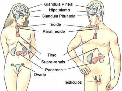 -A glândula pineal é o ponto de partida para a construção do embrião no seio da mãe. 